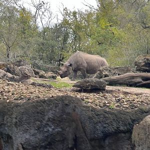 Black Rhinoceros