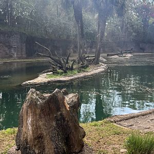 Hippopotamus/Pink-Backed Pelican Exhibit 2