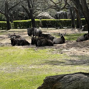 Wildebeest