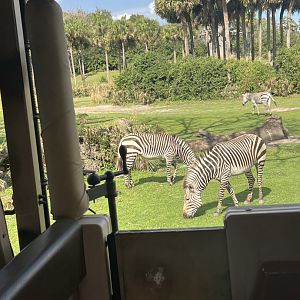 Mountain Zebras