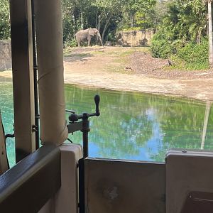 African Elephant Exhibit 2