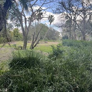 African Elephant Exhibit 2