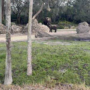 African Elephant Exhibit 2