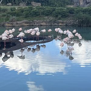 Greater Flamingos