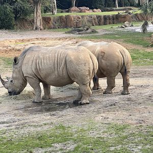 White Rhinoceroses