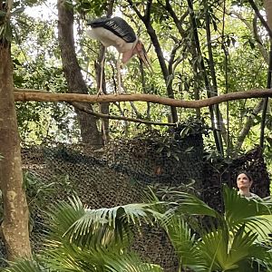 Marabou Stork