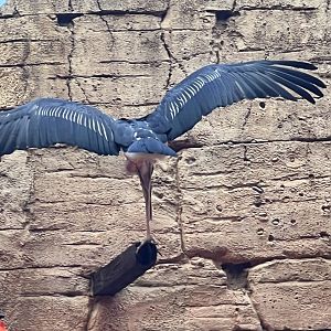 Marabou Stork