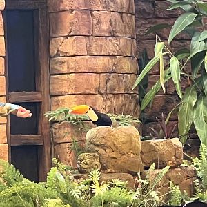 Toco Toucan