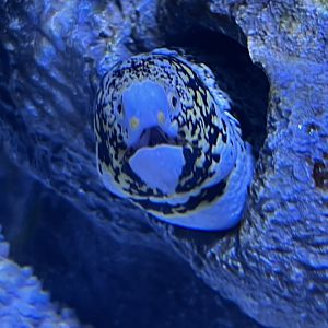 Snowflake Moray