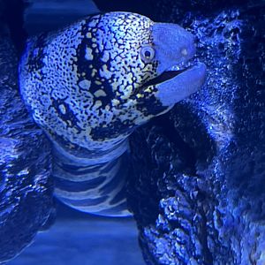 Snowflake Moray