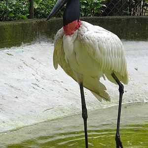 Zoológico Nacional de Nicaragua: Jabiru (Jabiru mycteria)