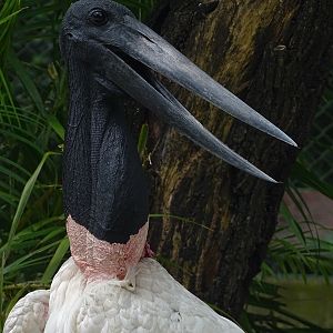 Zoológico Nacional de Nicaragua: Jabiru (Jabiru mycteria)
