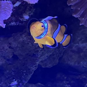 Ocellaris Clownfish