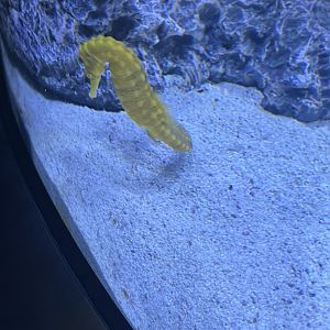 Lined Seahorse