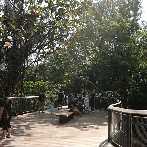 Rainforest Wild Asia - The Canopy