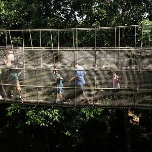 Rainforest Wild Asia - Rope Suspension Bridge