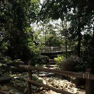 Rainforest Wild Asia - Forest Trek