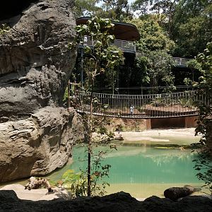 Rainforest Wild Asia -  Watering Hole - Saltwater Crocodile Exhibit