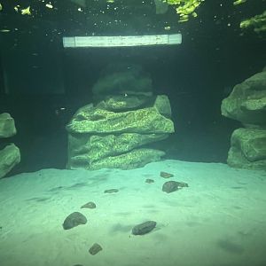 West Indian Manatee Exhibit