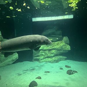 West Indian Manatee