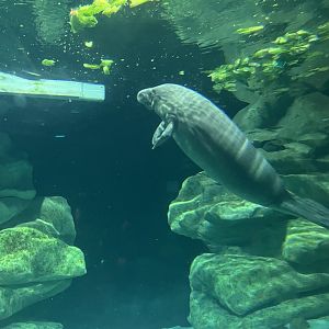 West Indian Manatee
