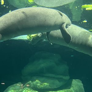 West Indian Manatees