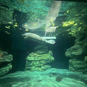 West Indian Manatees