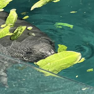West Indian Manatee