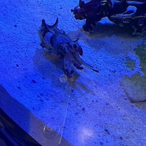 Flamboyant Cuttlefish