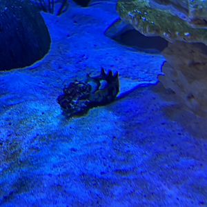 Flamboyant Cuttlefish