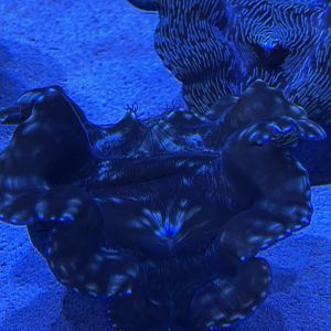 Gigas Giant Clam