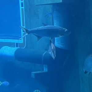 Tarpon