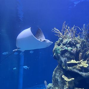 Spotted Eagle Ray