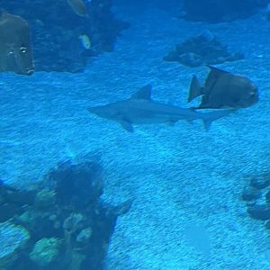 Sandbar Shark