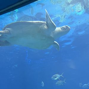 Green Sea Turtle
