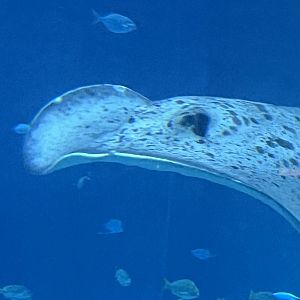Broad Cowtail Stingray