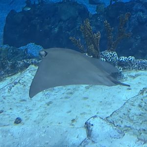 Cownose Ray