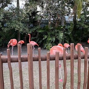 American Flamingos