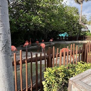American Flamingo Exhibit