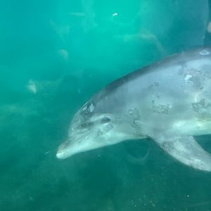 Bottlenose Dolphin