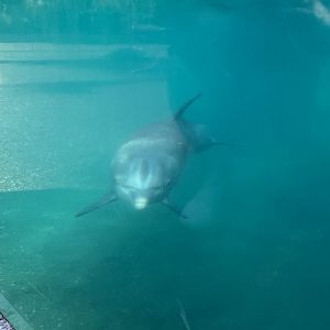 Bottlenose Dolphin