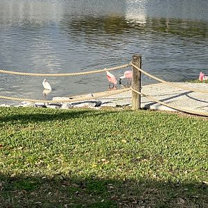 American White Ibis and Roseate Spoonbills