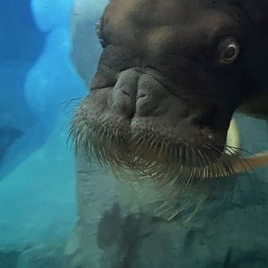 Walrus