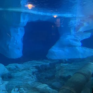Beluga Exhibit