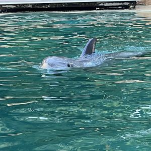 Bottlenose Dolphin