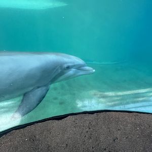 Bottlenose Dolphin