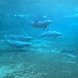 Bottlenose Dolphins