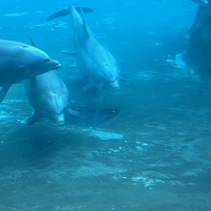 Bottlenose Dolphins