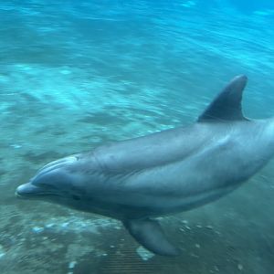 Bottlenose Dolphin