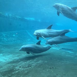 Bottlenose Dolphins
